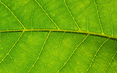 green leaf texture