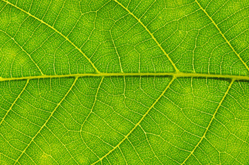 green leaf texture