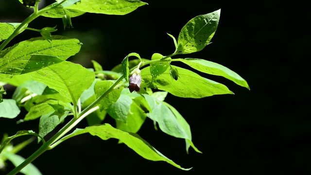 Tollkirsche mit Bl&uuml;te