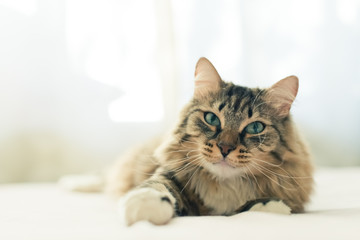 Grey cat lying on bed © Valeri Luzina