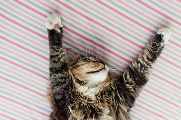 Grey cat lying on bed and stretching