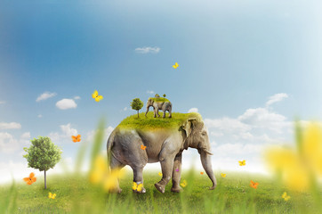 Fototapety  Słoń na zielonej łące - rekurencja