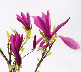 Magnolia Susan