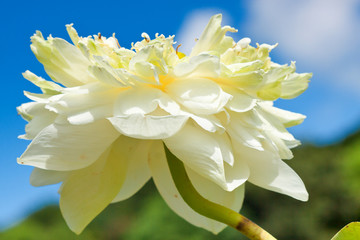 fleur blanche de lotus