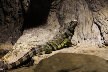 Green Iguana