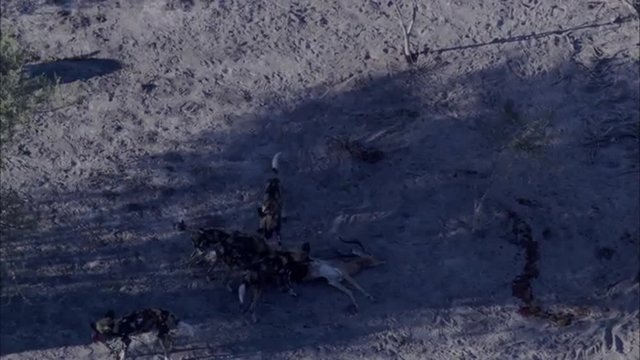 Wild Dogs