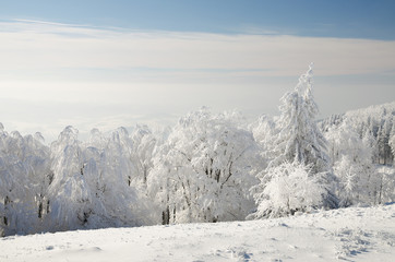 Winter forest