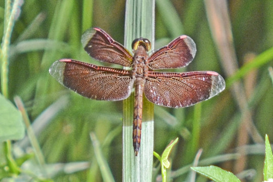 la libellula