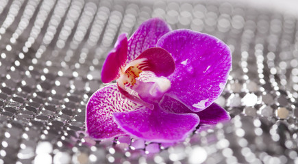 Fototapeta premium Silver background with purple orchid and water drops