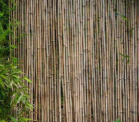 bamboo background