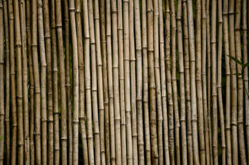 bamboo background