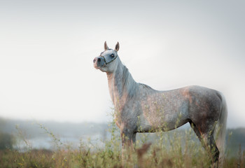 arabian horse