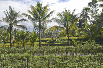 Obraz premium tita batu: campi di riso