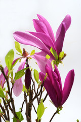 Magnolia Susan