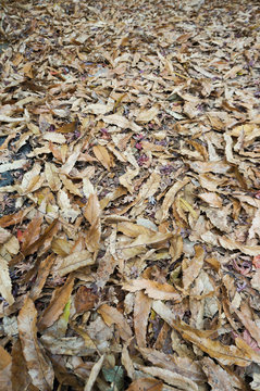 Beautiful carpet of fallen golden maple leaves
