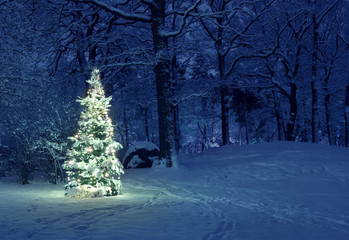 Naklejka premium Christmas Tree in Snow