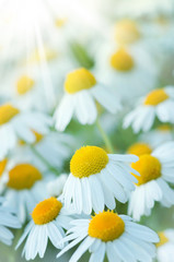 Beautiful daisies in the sun