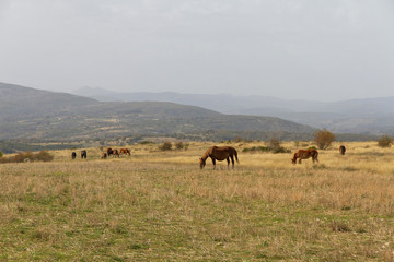 Fototapeta na wymiar Paisaje oto√±al con colinas y caballos pastando