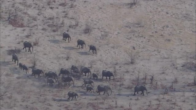 Elephants Migrating Savanna