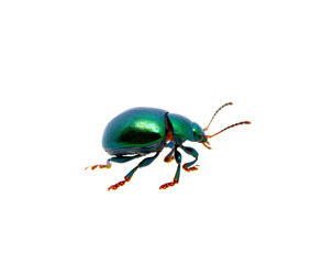 Green beetle
