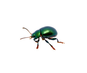Green beetle