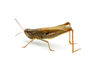 grasshopper