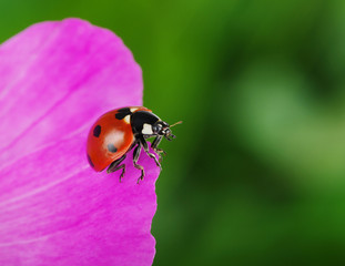 Ladybug