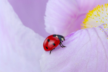 ladybug