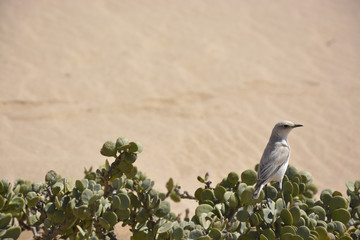 Trac-trac chat, Namib Desert near Swakopmund, Namibia, Africa