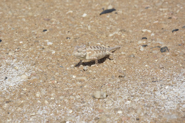 Desert Chameleon, Namib Desert near Swakopmund, Namibia, Africa