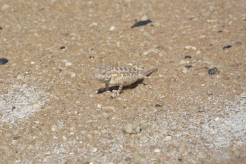 Desert Chameleon, Namib Desert near Swakopmund, Namibia, Africa