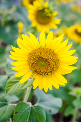 Obraz premium sunflower
