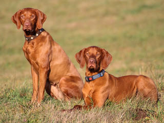 magyar vizsla