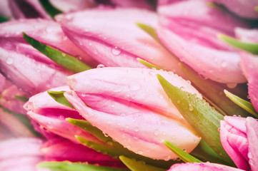 Pink tulips closeup