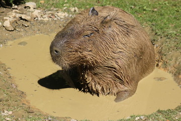 Wasserschwein
