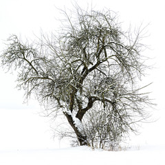 Einzelner kahler Baum in einer Winterlandschaft
