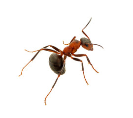 Ant on white