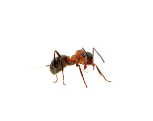 Ant on white