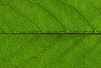 leaf texture