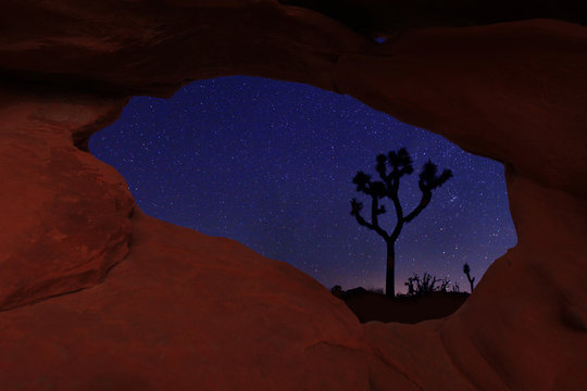 Long Exposure Star Trails In Joshua Tree National Park