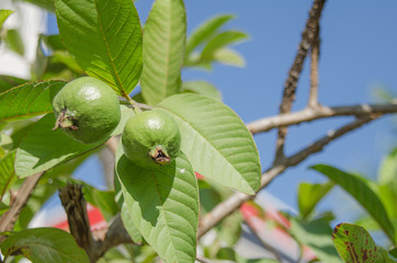 Guava fruit on the tree
