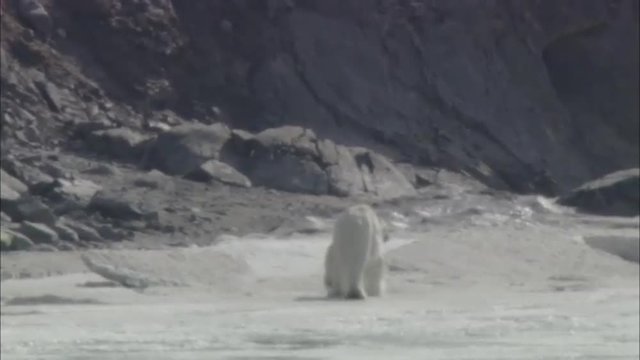 Polar Bear Finds Land
