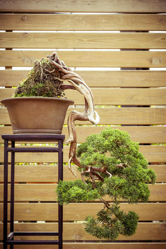old bonsai tree in a  flower pot grows downwards