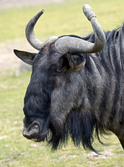 Blue wildebeest