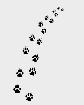 Footprints of dog, turn right, vector