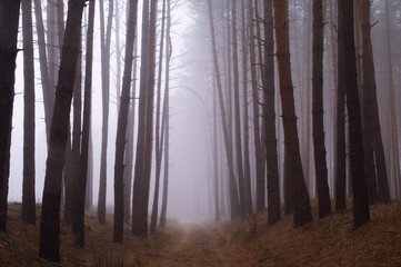 Fototapeta premium Pines in the forest with morning
