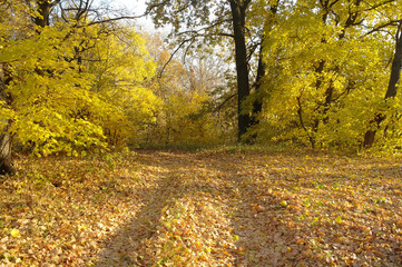 forest in autumn