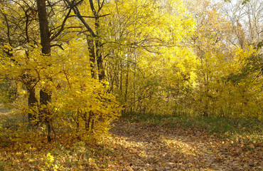 Fototapeta premium forest in autumn