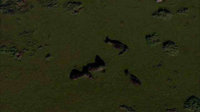 Hippopotamus Savanna Africa Marsh