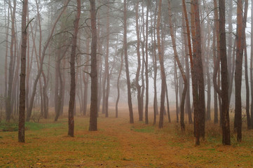 Autumn forest in the morning mist